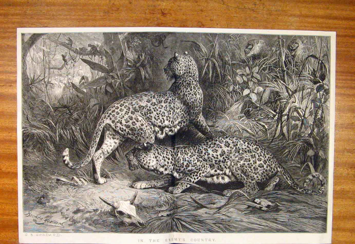 Original Old Antique Print Enemy'S Country Goddard Fine Art Leopards