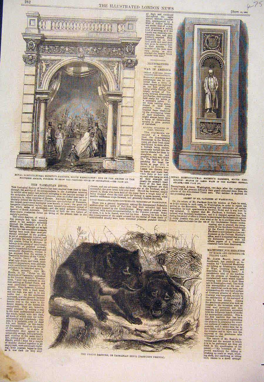 Original Old Antique Print 1861 Royal Society Garden Watt Arcade Tasmanian Devil