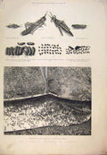 Original Old Antique Print 1889 Plague Crickets Algeria Africa Arabs Eggs 19th