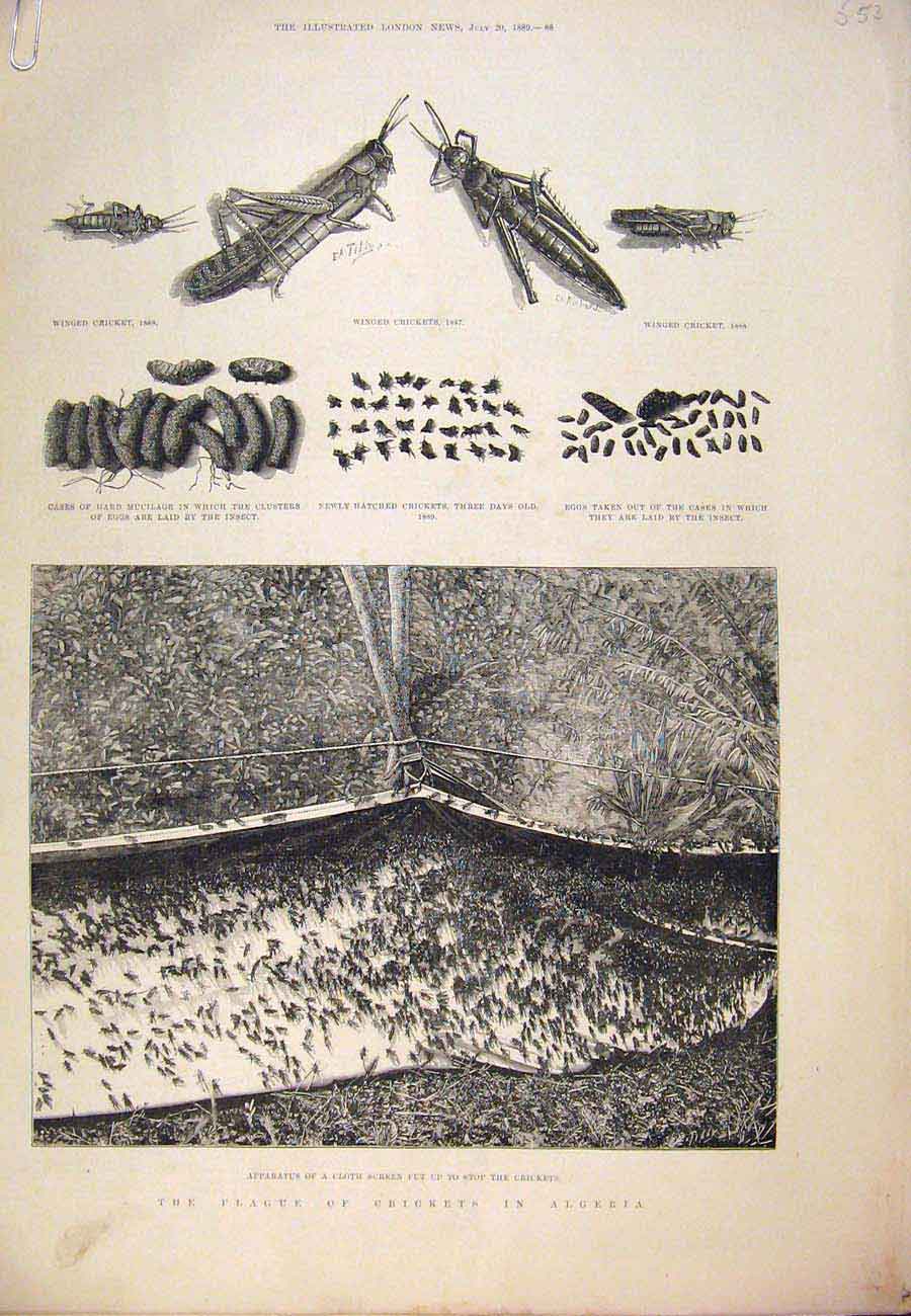 Original Old Antique Print 1889 Plague Crickets Algeria Africa Arabs Eggs 19th