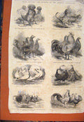 Original Old Antique Print 1856 Poultry Pigeons Anerley Exhibition Fowls Birds