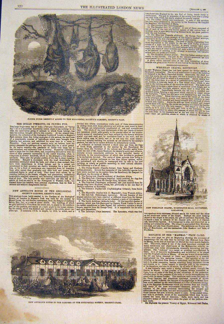 Old Antique Print Flying Foxes Regent'S Park Antelope Weslyan Chapel 1861 19th