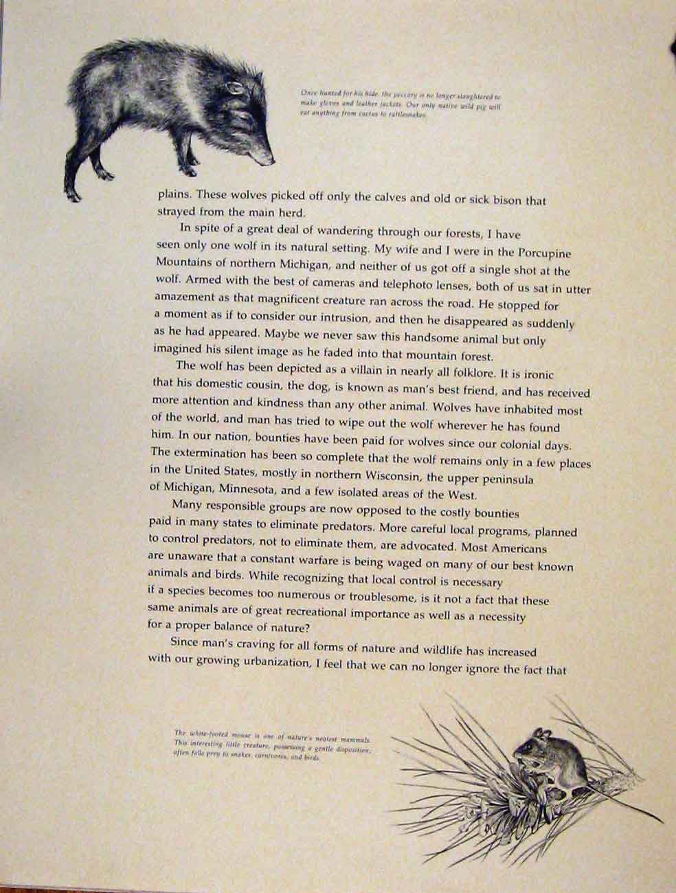 Original Old Antique Print Muskrats Arsupial Mouse Rat Animal Nature