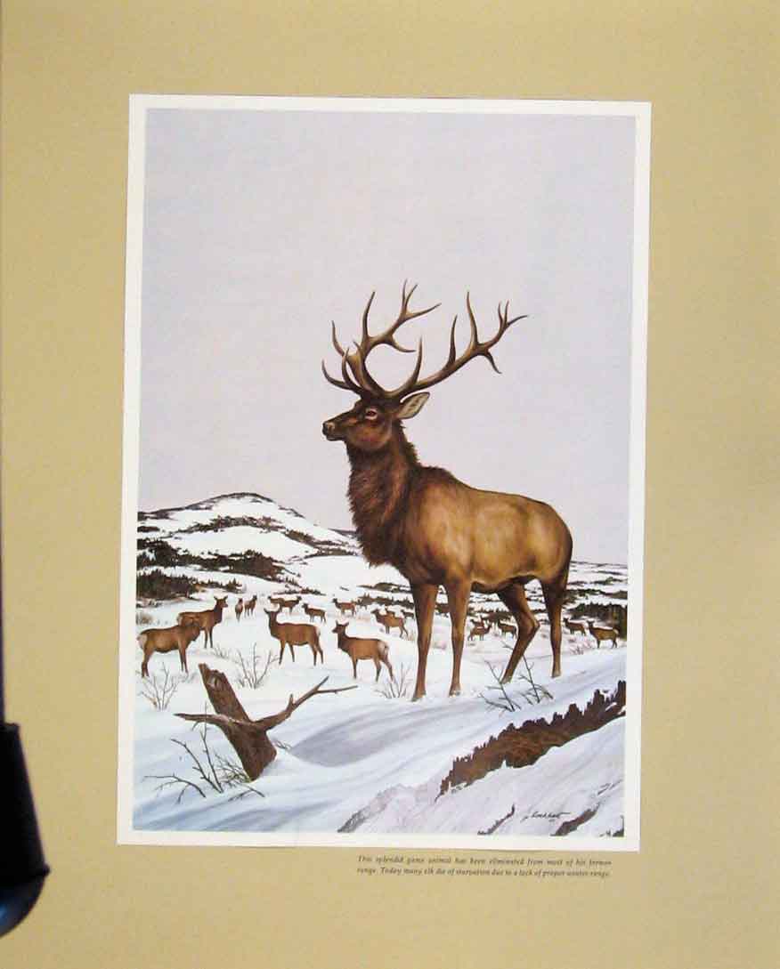 Original Old Vintage Print Elk Buck Nature Animal C1967 Fine Color Art 20th