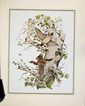 Original Old Vintage Print Birds Portrait Animal Nature C1967 Colored 20th