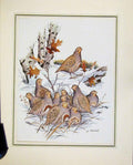 Original Old Vintage Print Birds Animal Nature C1967 Colored Fine Art 20th