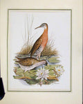Original Old Vintage Print Ducks Animal Nature Birds Fine Colored Art C1967