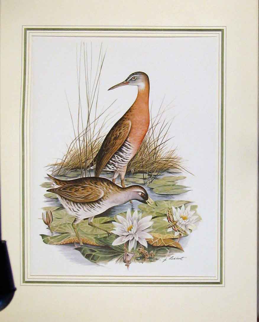 Original Old Vintage Print Ducks Animal Nature Birds Fine Colored Art C1967