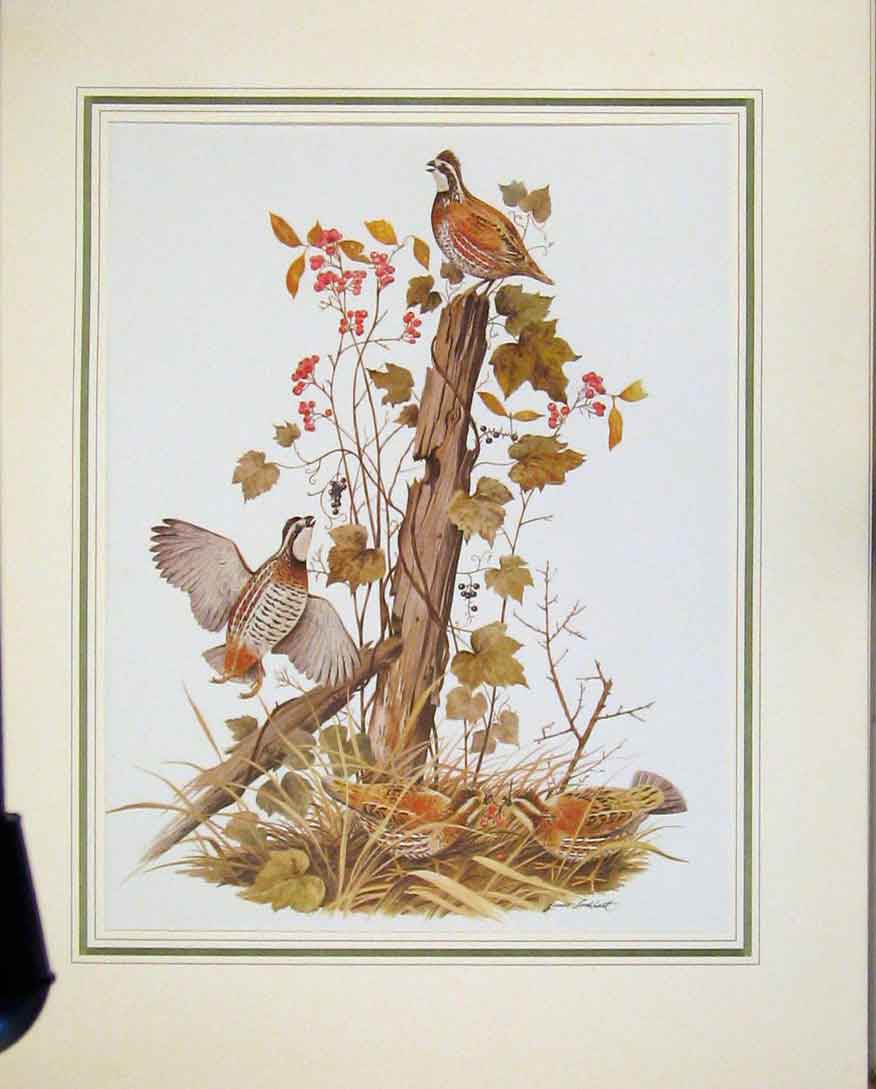 Original Old Vintage Print Ducks Animal Nature Birds C1967 Portrait Art 20th