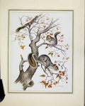 Old Vintage Print Squirrel Red Tailed Grey C1967 Portraits Animal Nature 20th