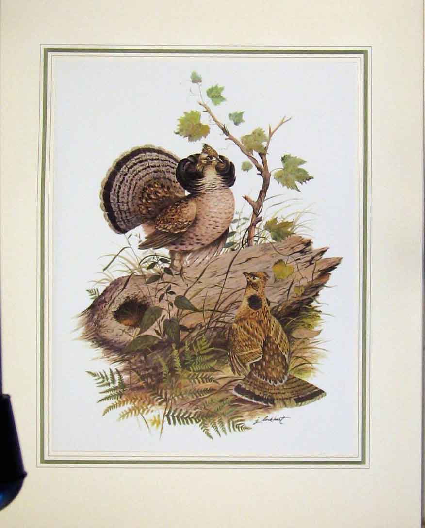Original Old Vintage Print Birds Animal Nature Fine Colored Art C1967 20th