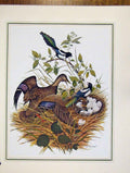 Original Old Vintage Print Portrait Duck Starling Birds Nature Animal C1967