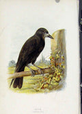 Original Old Antique Print Rook Birds C 1883 Fine Art Color 19th