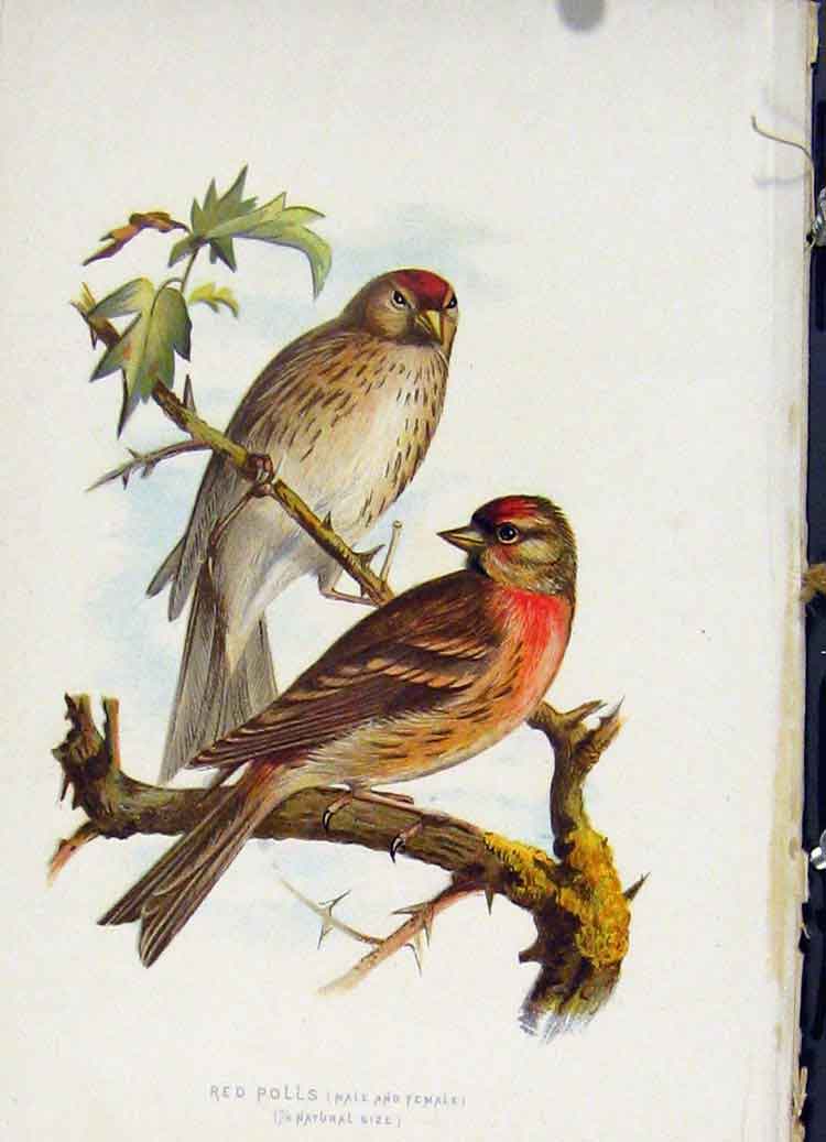 Original Old Antique Print Red Polls Male Female Pair C 1883 Birds Victorian