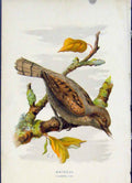Original Old Antique Print Wryneck Color Birds C 1883 Art 19th Century