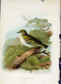 Original Old Antique Print Gen Crested Wren Natural Size Thorburn 20th Century