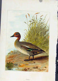 Original Old Antique Print Birds C 1883 Teal Color Fine Art 19th