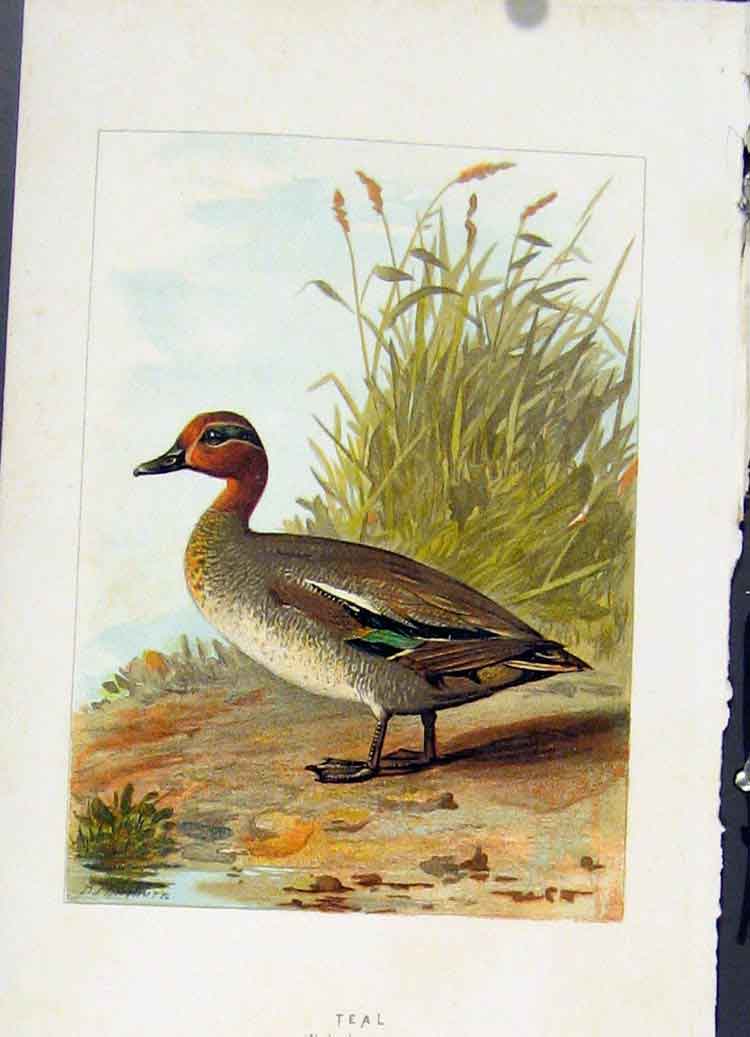 Original Old Antique Print Birds C 1883 Teal Color Fine Art 19th