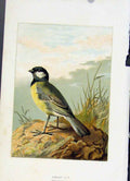 Original Old Antique Print Common Gull Thorburn C1883 Fine Art 19th