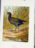 Original Old Antique Print Thorburn Birds C1883 Moorhen Color Art 19th