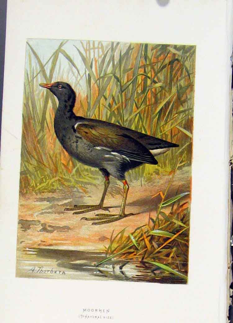 Original Old Antique Print Thorburn Birds C1883 Moorhen Color Art 19th