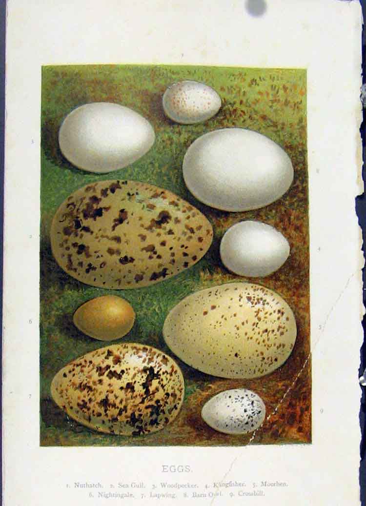 Original Old Antique Print Eggs C 1883 Color Woodpecker Sea Gull Art Victorian