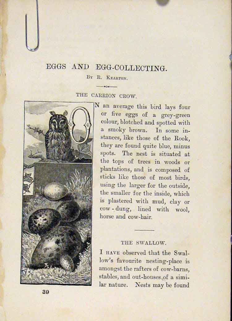 Original Old Antique Print Wild Birds C1883 16Pgs Bird Eggs Collection Victorian