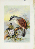 Original Old Antique Print Familiar Wild Birds C1883 Red Backed Shrike Victorian