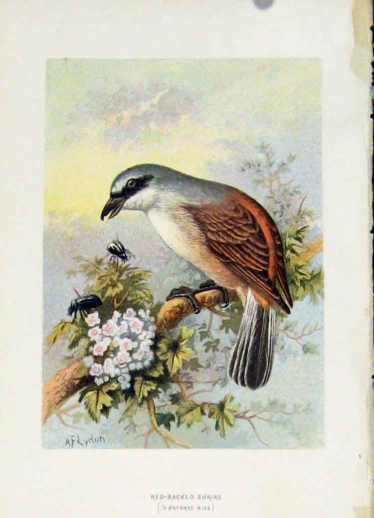 Original Old Antique Print Familiar Wild Birds C1883 Red Backed Shrike Victorian