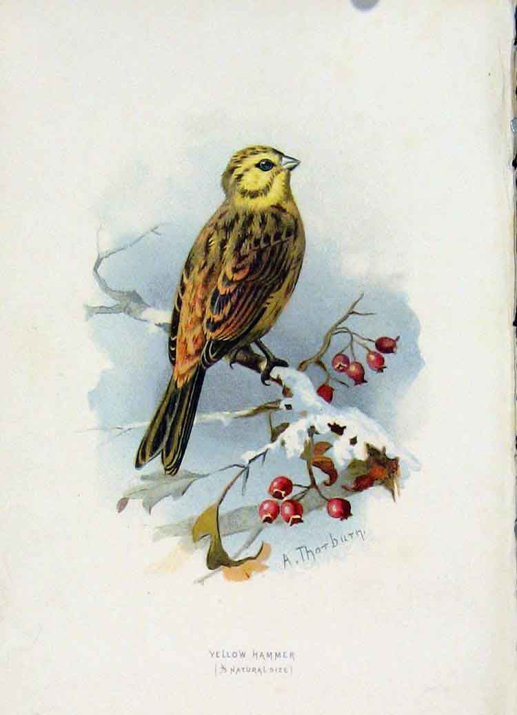 Original Old Antique Print Familiar Wild Birds C1883 Yellow Hammer Color 19th