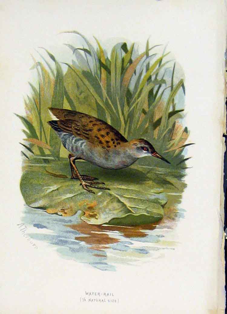 Original Old Antique Print Familiar Wild Birds C1883 Water Rail Color Bird 19th