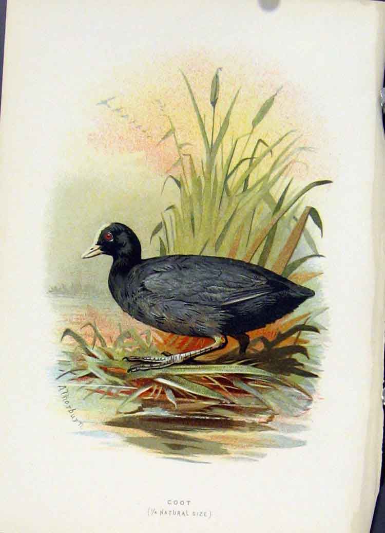 Original Old Antique Print Familiar Wild Birds C1883 Hooded Crow 19th