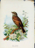 Original Old Antique Print Familiar Wild Birds C1883 Hedge Sparrow Color 19th
