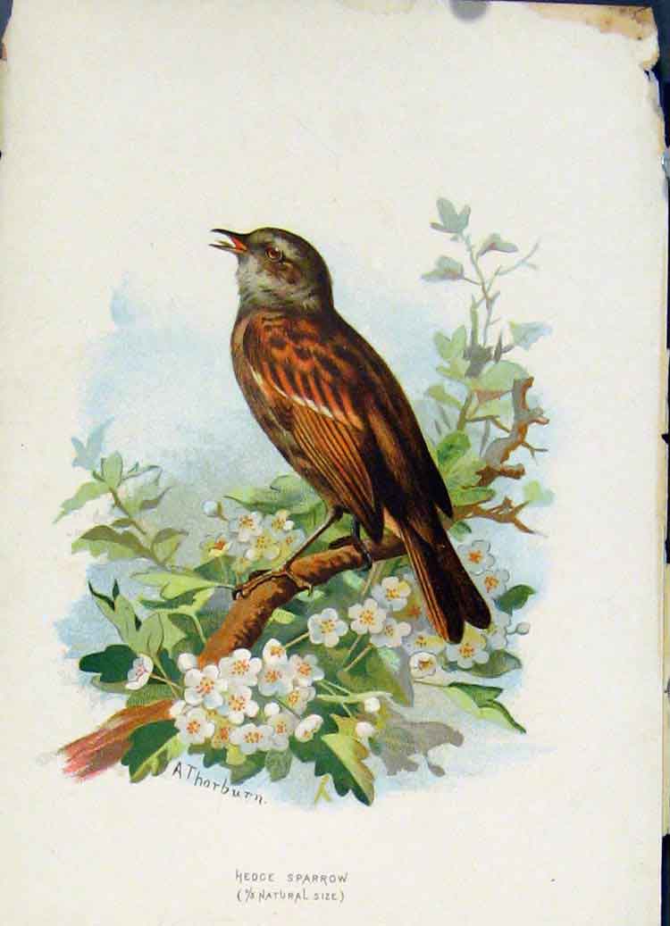 Original Old Antique Print Familiar Wild Birds C1883 Hedge Sparrow Color 19th