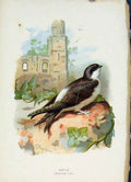 Original Old Antique Print Familiar Wild Birds C1883 Martin Color 19th