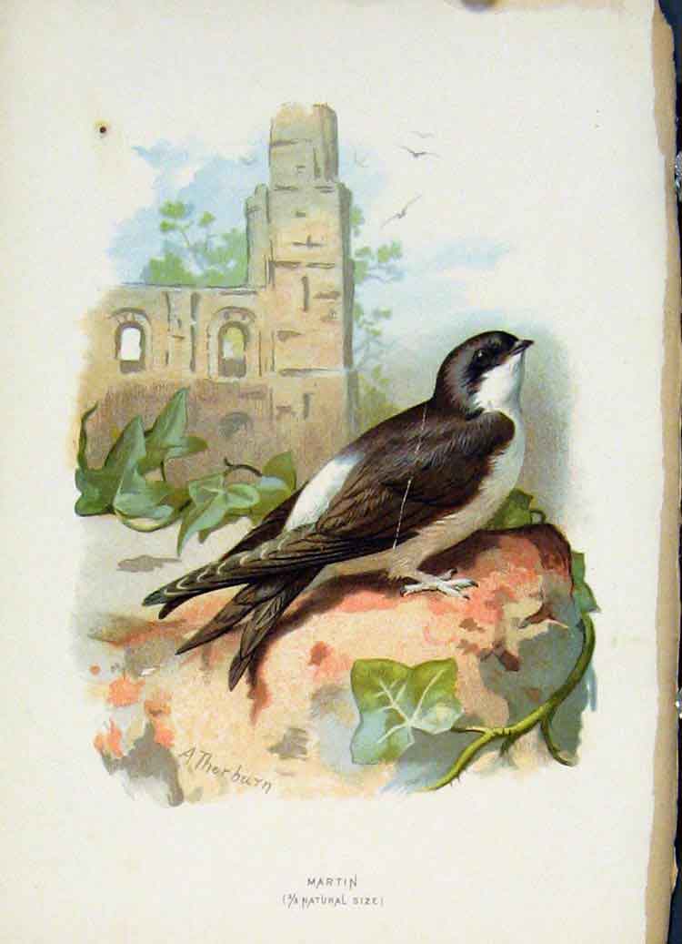 Original Old Antique Print Familiar Wild Birds C1883 Martin Color 19th