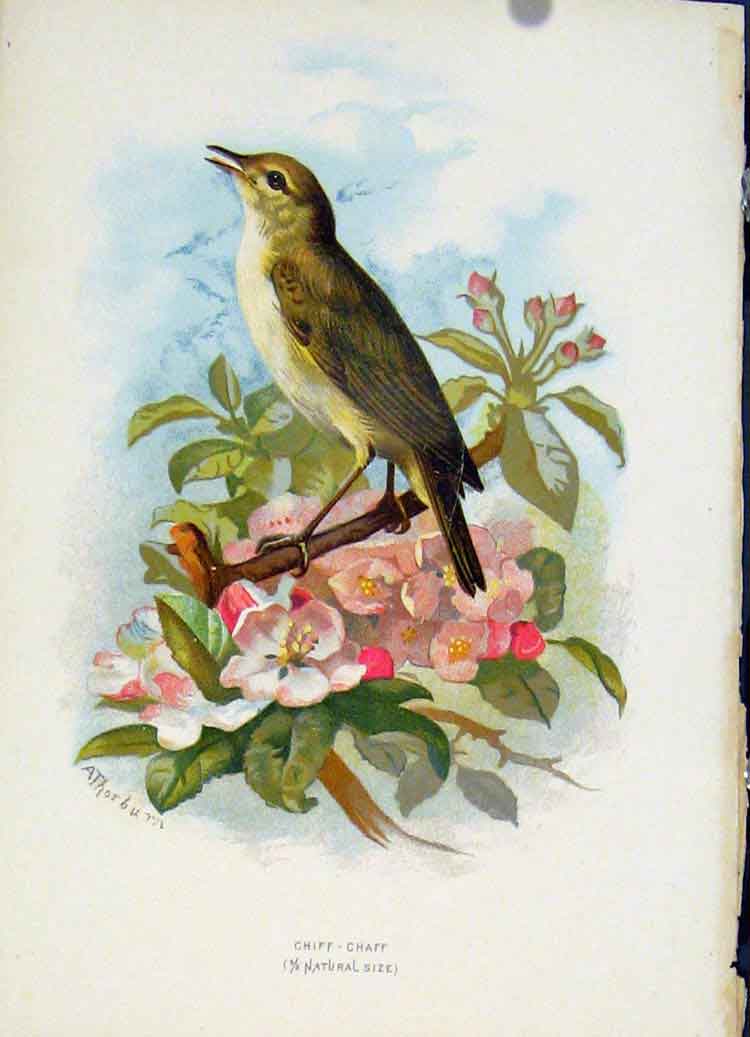 Original Old Antique Print Familiar Wild Birds C1883 Chiff Chaff Color Victorian