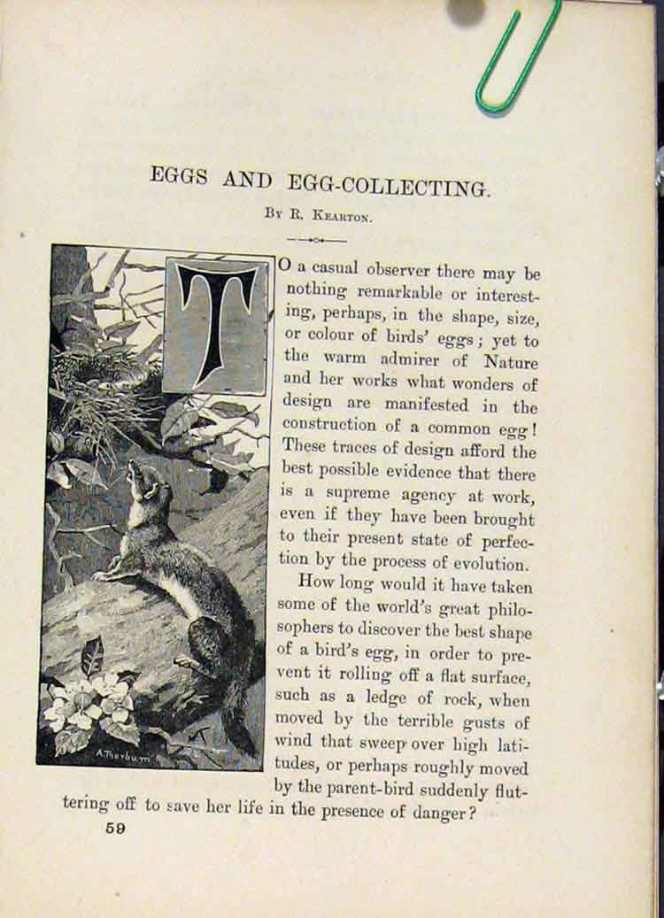 Original Old Antique Print C 1883 Familiar Birds Egg Collecting Booklet 19th