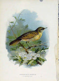 Original Old Antique Print C 1883 Familiar Birds Grasshopper Warbler Art 19th