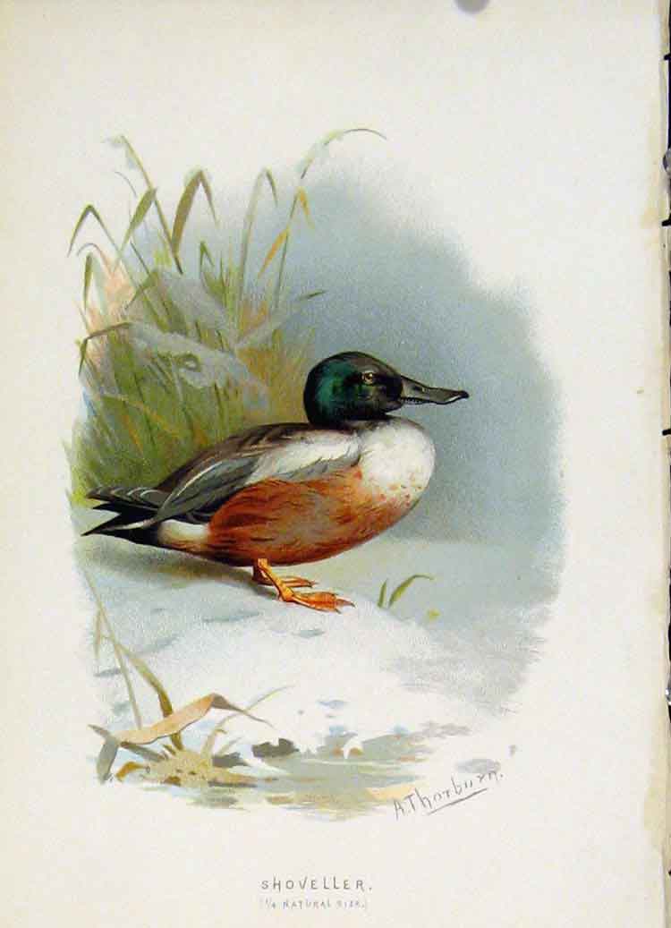 Original Old Antique Print C 1883 Familiar Birds Color Shoveller 19th