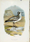 Original Old Antique Print C 1883 Familiar Birds Grey Phalarope Color Art 19th
