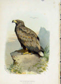 Original Old Antique Print C 1883 Familiar Birds White Tailed Eagle Victorian