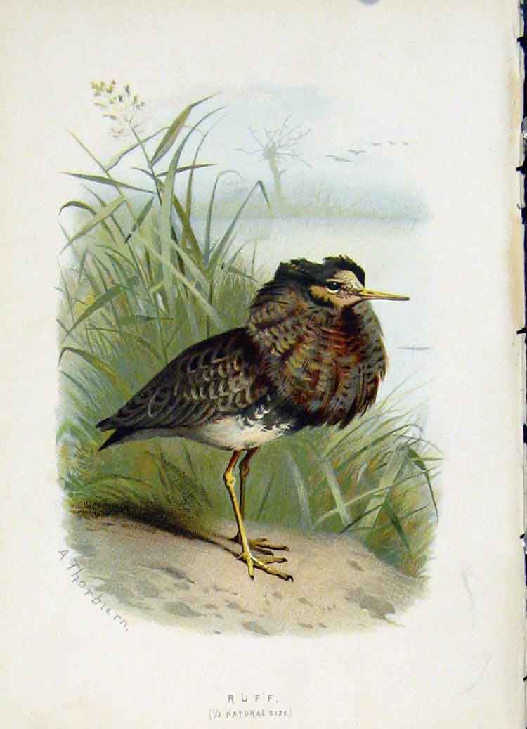 Original Old Antique Print C 1883 Familiar Birds The Ruff Color Fine Art 19th