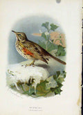 Original Old Antique Print C 1883 Familiar Birds Redwing Color Fine Art 19th