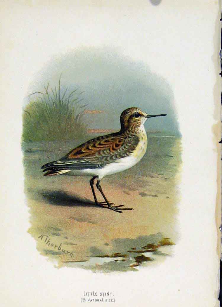 Original Old Antique Print C 1883 Familiar Birds Little Stint 19th