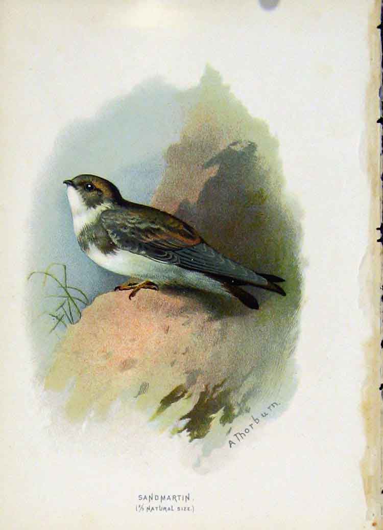Original Old Antique Print C 1883 Familiar Birds Sand Martin Color Victorian
