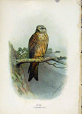 Original Old Antique Print C 1883 Familiar Birds The Kite Color Fine Art 19th
