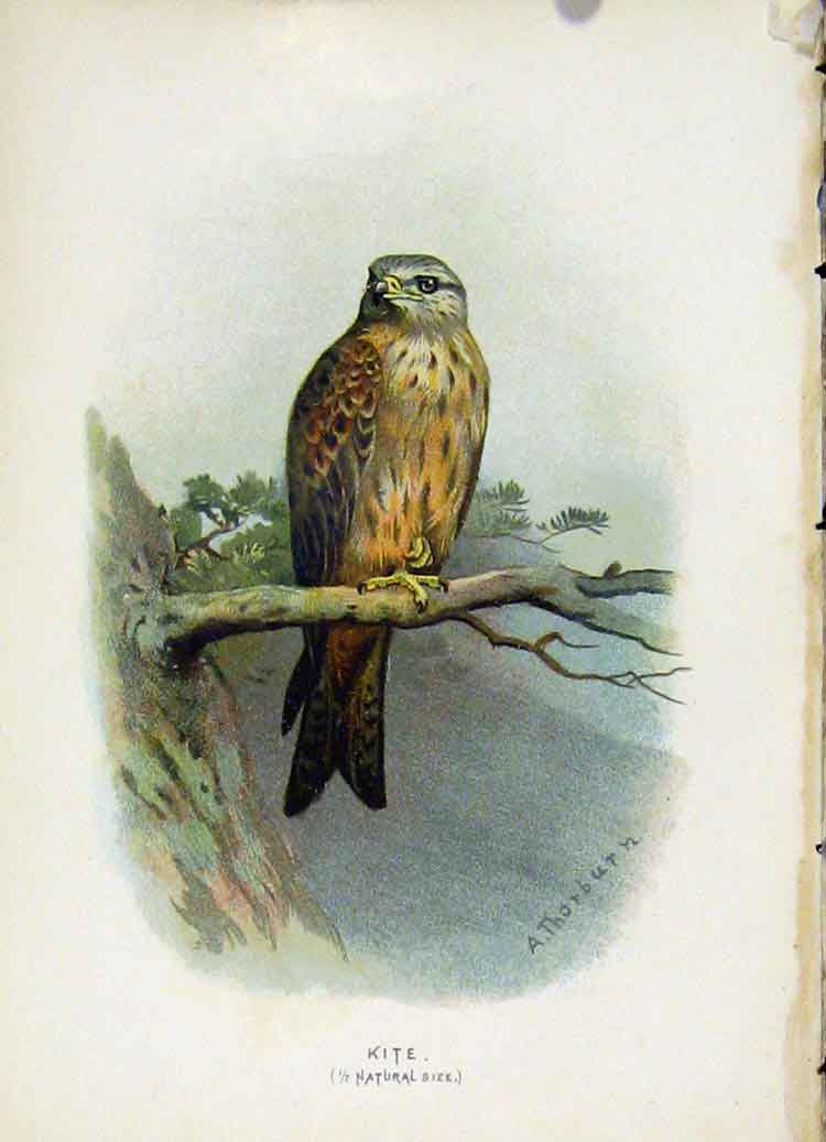 Original Old Antique Print C 1883 Familiar Birds The Kite Color Fine Art 19th