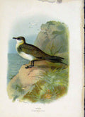 Original Old Antique Print C 1883 Familiar Birds Richardsons Skua Color 19th