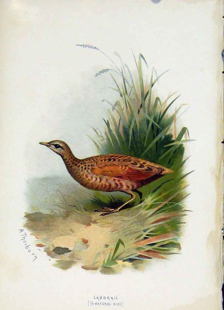 Original Old Antique Print C 1883 Familiar Birds Color Landrail Art Victorian